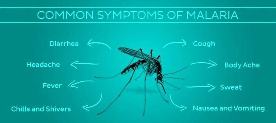 5 Things to Do to Avoid Malaria